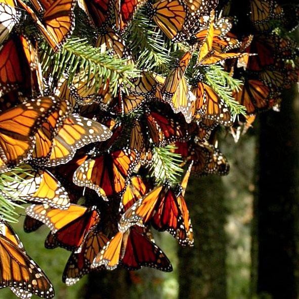 Visitar los Santuarios de la Mariposa Monarca – RESERVA DE LA BIOSFERA MARIPOSA MONARCA, PATRIMONIO DE LA HUMANIDAD